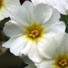 Primula rosemary cottage - abriachan nurseries
